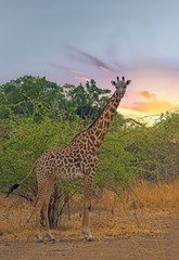 A solitary Giraffe stands looking ahead with a natural bush background in South Luangwa National Park, Zambia