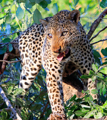 African One-eyed Leopard resting in a vibrant tree snarling, with good backlit sunlight, South Luangwa national Park, Zambia