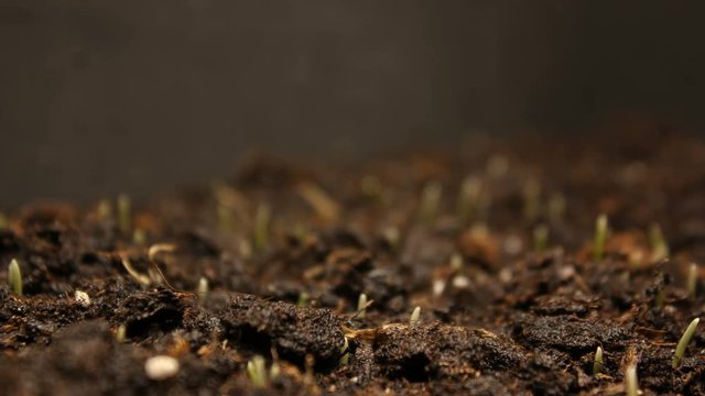 Plant growing from soil time lapse - beginning new life