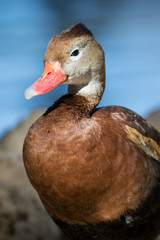 Red billed whistling duck sitting near the edge of the pond