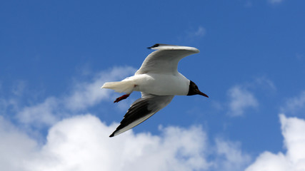 Gabbiano in volo su cielo azzurro