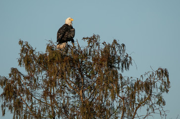 Bald eagle perched high over wetlands in fall