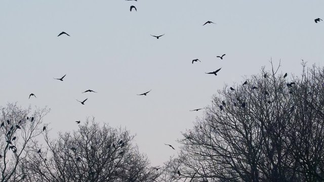 Flock of rooks in the evening