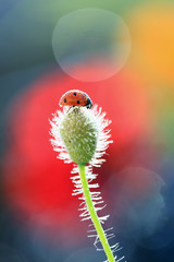 Obraz premium Ladybug keen on poppy fragrance .