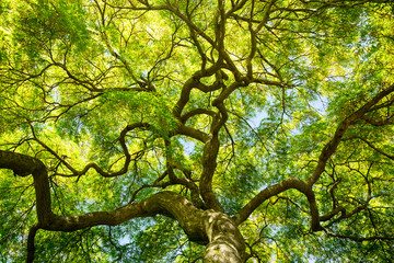 green maple tree canopy - obrazy, fototapety, plakaty