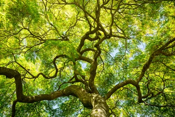 Poster green maple tree canopy © yvonne navalaney