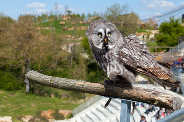 La majestueuse chouette chouette fait son show