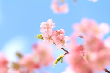 青空と河津桜