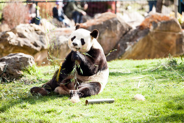 Panda prend la pose en mengeant