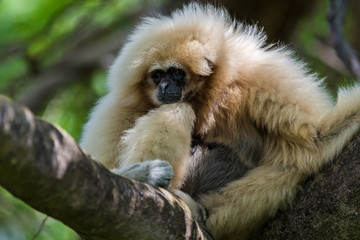 White-handed gibbon or lar gibbon (Hylobates lar)