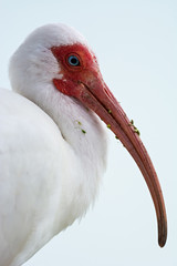 White Ibis (Eudocimus albus), Everglades National Park, Florida