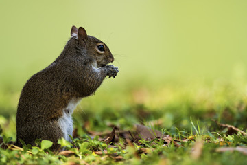 Eastern gray squirrel (Sciurus carolinensis)