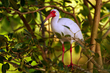 White Ibis (Eudocimus albus), Everglades National Park, Florida