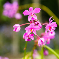 Fototapeta na wymiar Caribbean Orchid at Sora Orchid Botanical Garden in Western Cuba