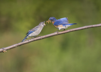 Bluebird Dad Feeding His Young