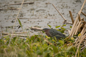 green heron hunting in the wetlands