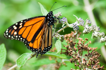Monarch Butterfly