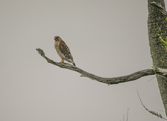 Peregrine Falcon is perched high during a fall evening in the wetlands