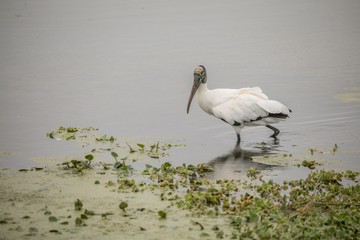 wood stork hunts in the fall at the wetlands