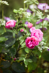 Rose 'Angela' in a secret garden