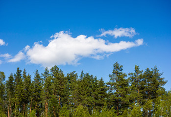 Fototapeta na wymiar Pine forest under cloud on blue sky.