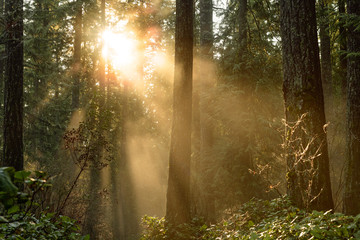 Sun rays break through fog and mist in in the woods in Lynn Canyon Park