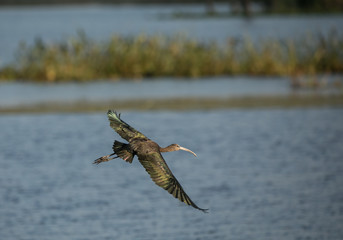 black ibis in flight at sunset in the wetlands