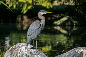 Great blue heron resting on a rock in the pond in a sunny morning