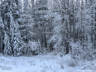 Cariboo Forest in Winter