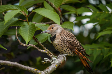 a female woodpecker resting on the tree branch