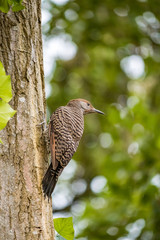 woodpecker grab on the tree and looking on the right side