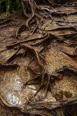 Roots shaping abstract formations  in Lynn Canyon Park in North Vancouver, British Columbia, Canada