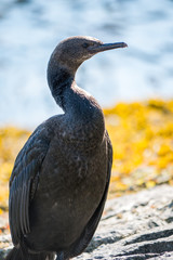 resting cormorant on the beach with algae filled beach in the background