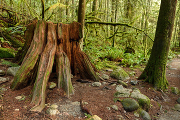 Lush vegetation in Lynn Canyon Park in North Vancouver, British Columbia, Canada