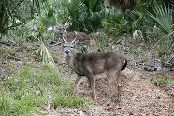 Two Bucks on the woods