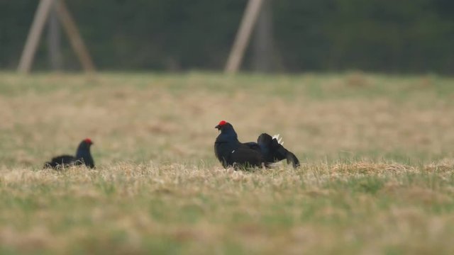 Black grouse (Tetrao tetrix) in meadow
