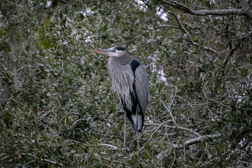 Great Blue Heron in Tree