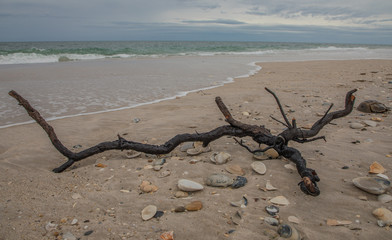 Landscape with Driftwood Branch Washed Up on Beach with Sand, Seasheells, and Horseshoe Crab. Stormy Sky and Green Ocena in Background