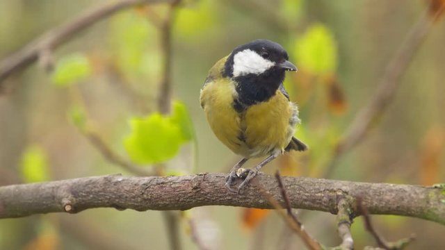Great tit eating sunflower seed