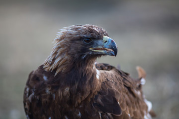 Golden eagle closeup, in the Mongolian steppe.