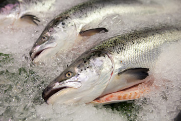 Taiwan's famous aquatic market, on the lead aquatic products, eating seafood
