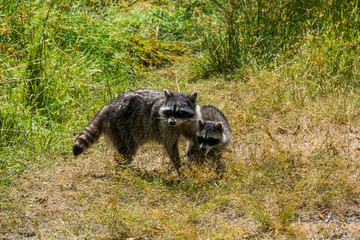 raccoon mom and son take a walk in a sunny day