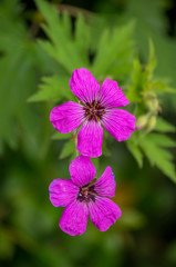 two magenta  flowers with green background 