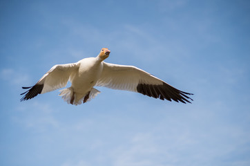 snow goose in flight against blue sky