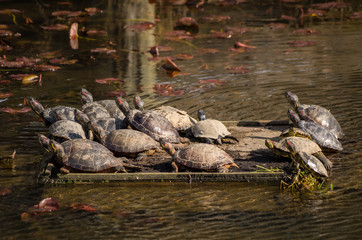 Fototapeta na wymiar group of turtles gathering on a wood board in the middle of the pond get some sun