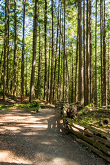 path in the forest with straight , tall trees