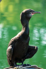 close up shot of cormorant under the sun on the river