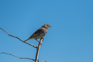 sparrow landing on the tip of the branch on a sunny day with blue sky