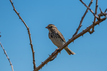 sparrow landing on a branch with blue sky in winter morning