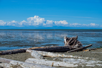 drift wood laying sandy beach after fall of tide with cloud on the  blue sky